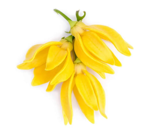 Ylang Ylang Oil