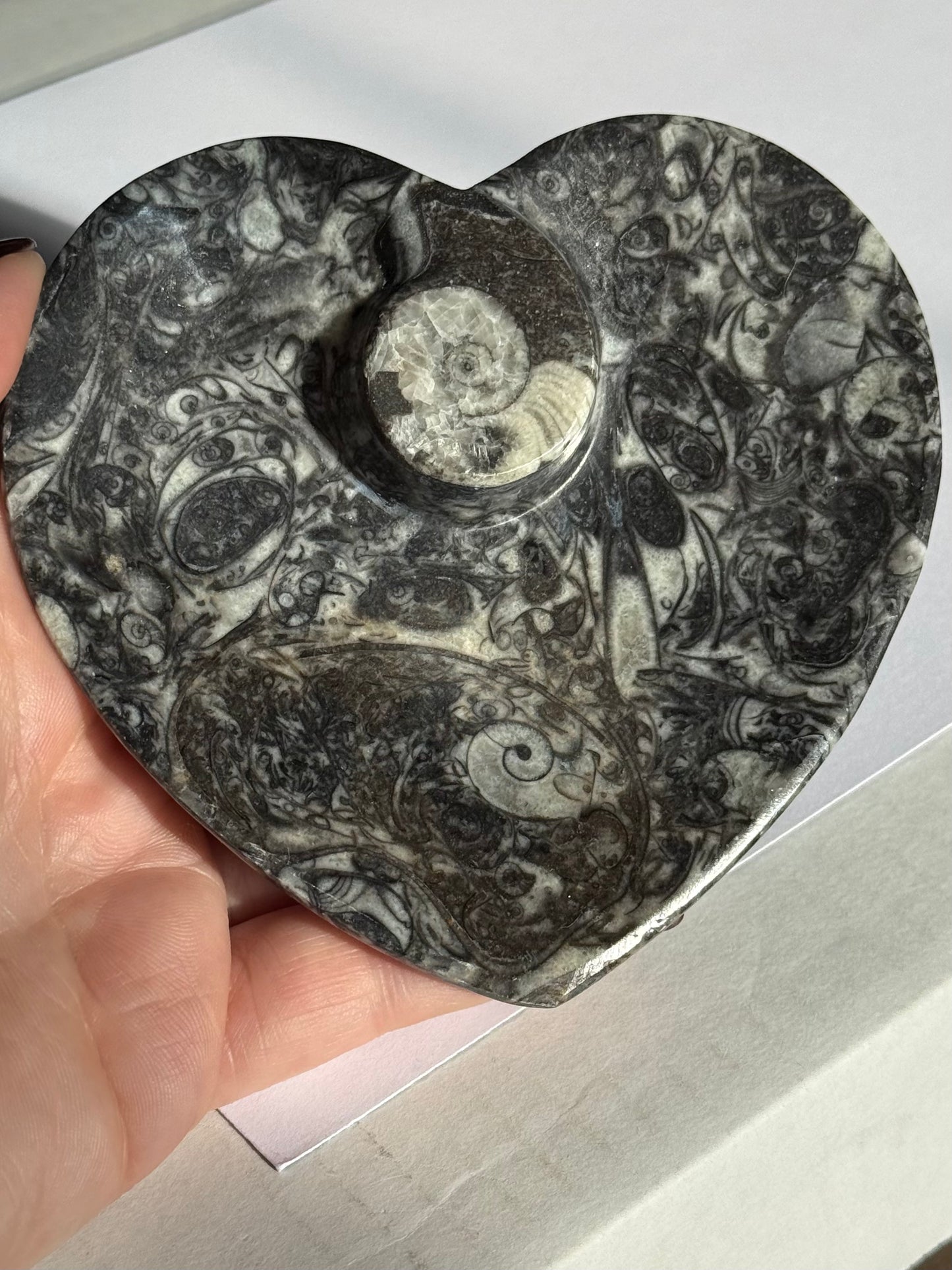 Ammonite Fossil Bowls