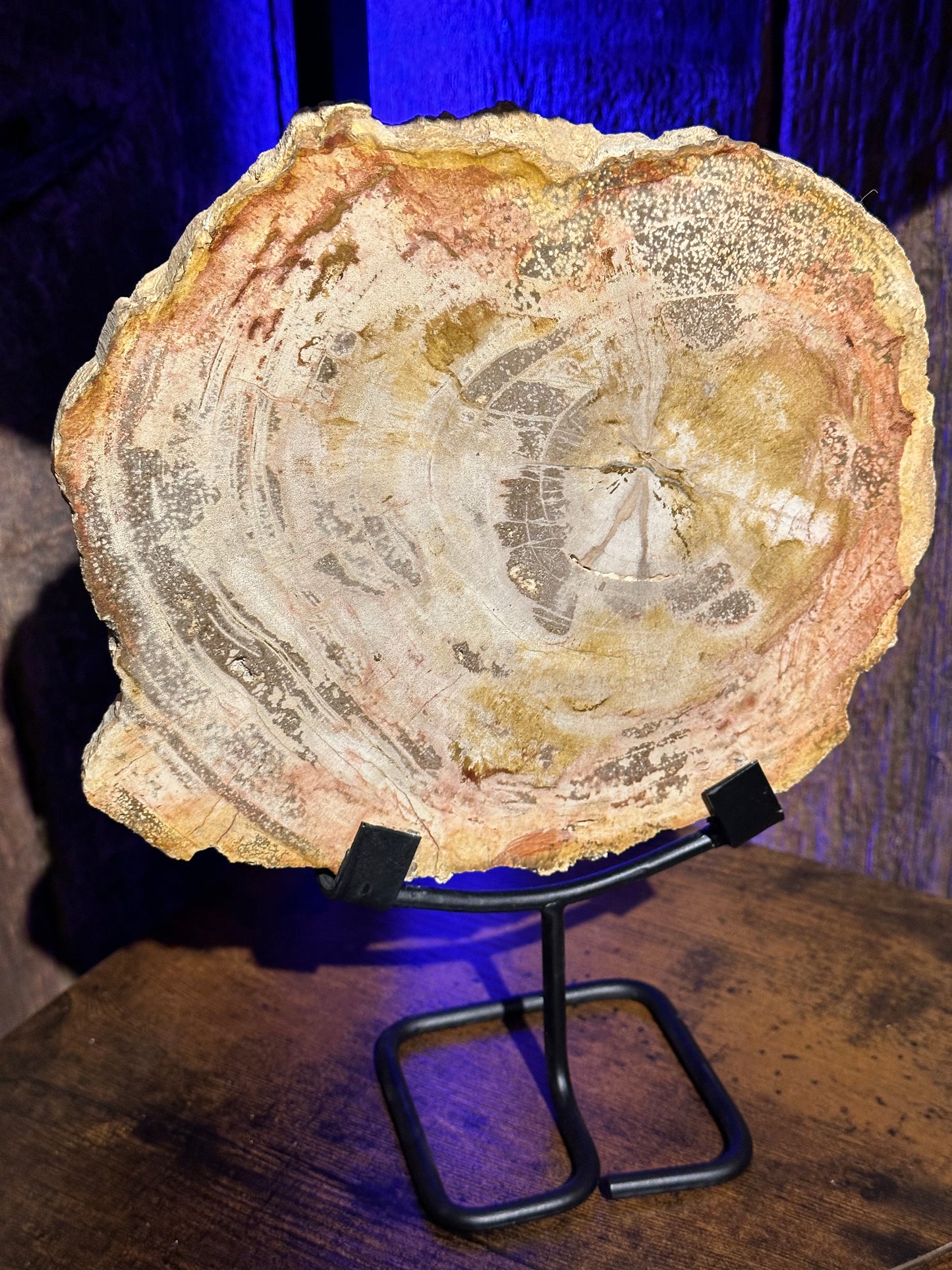 Petrified Wood Slab w/ stand