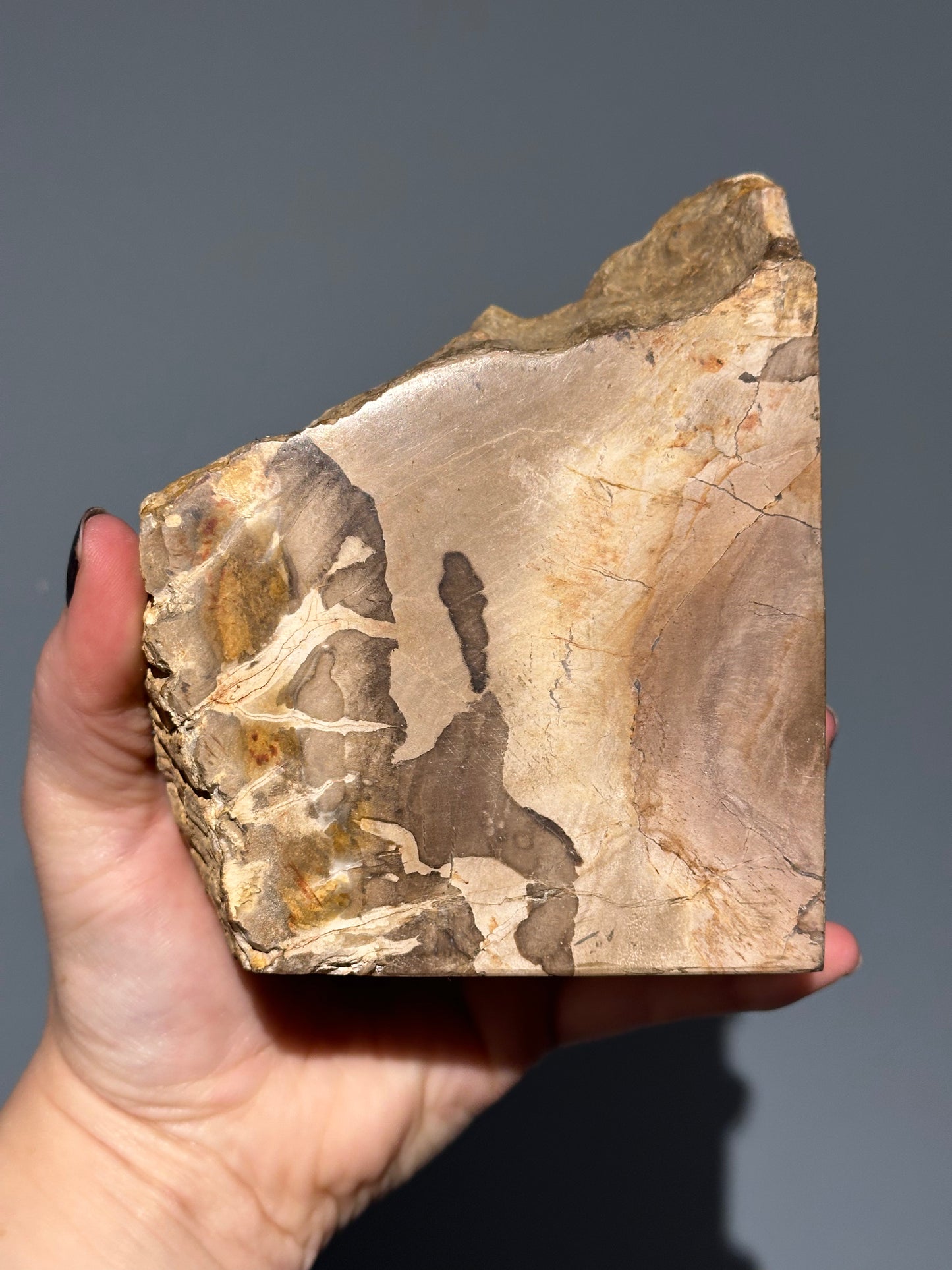 Petrified Wood Block A