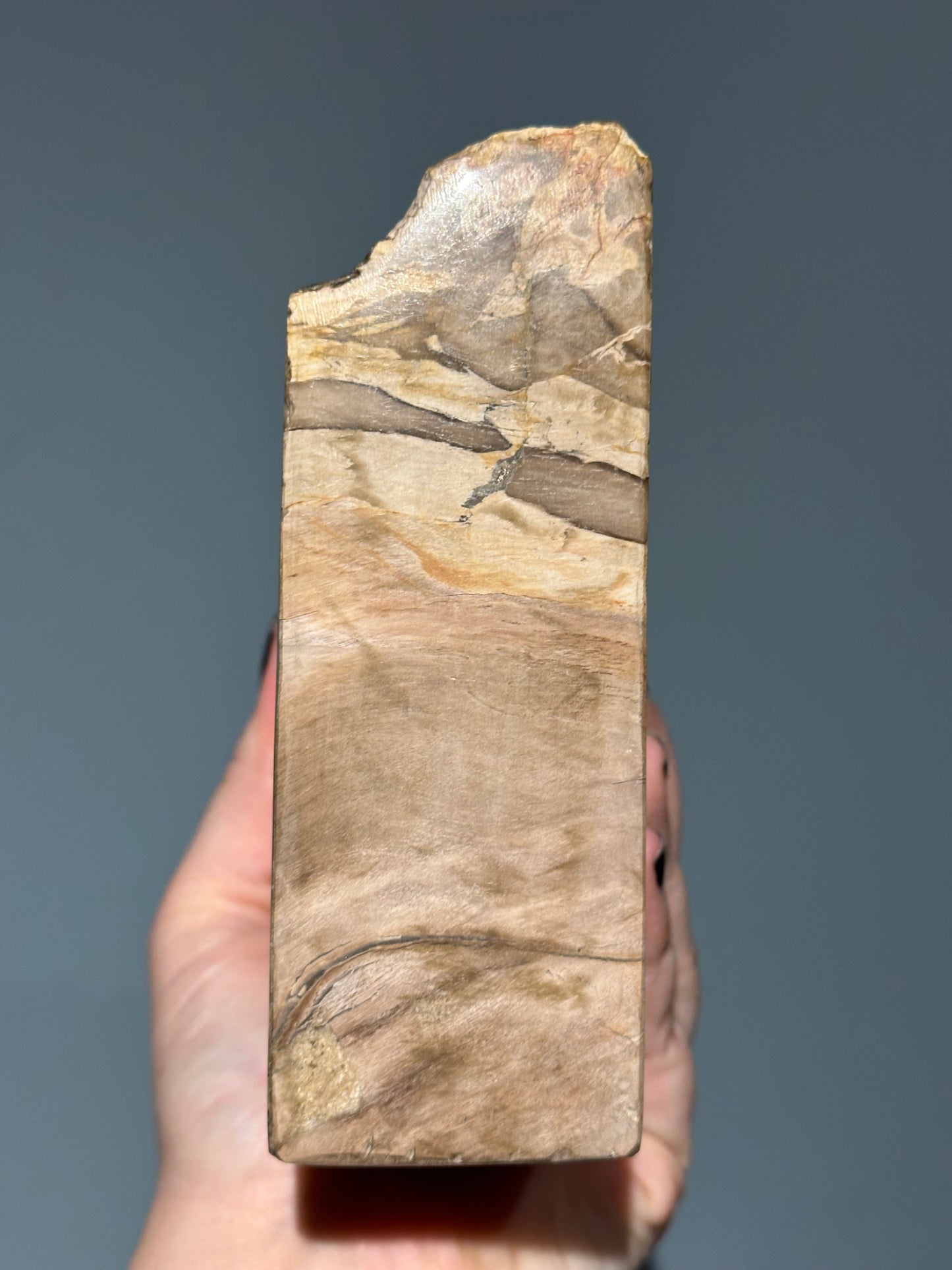 Petrified Wood Block A