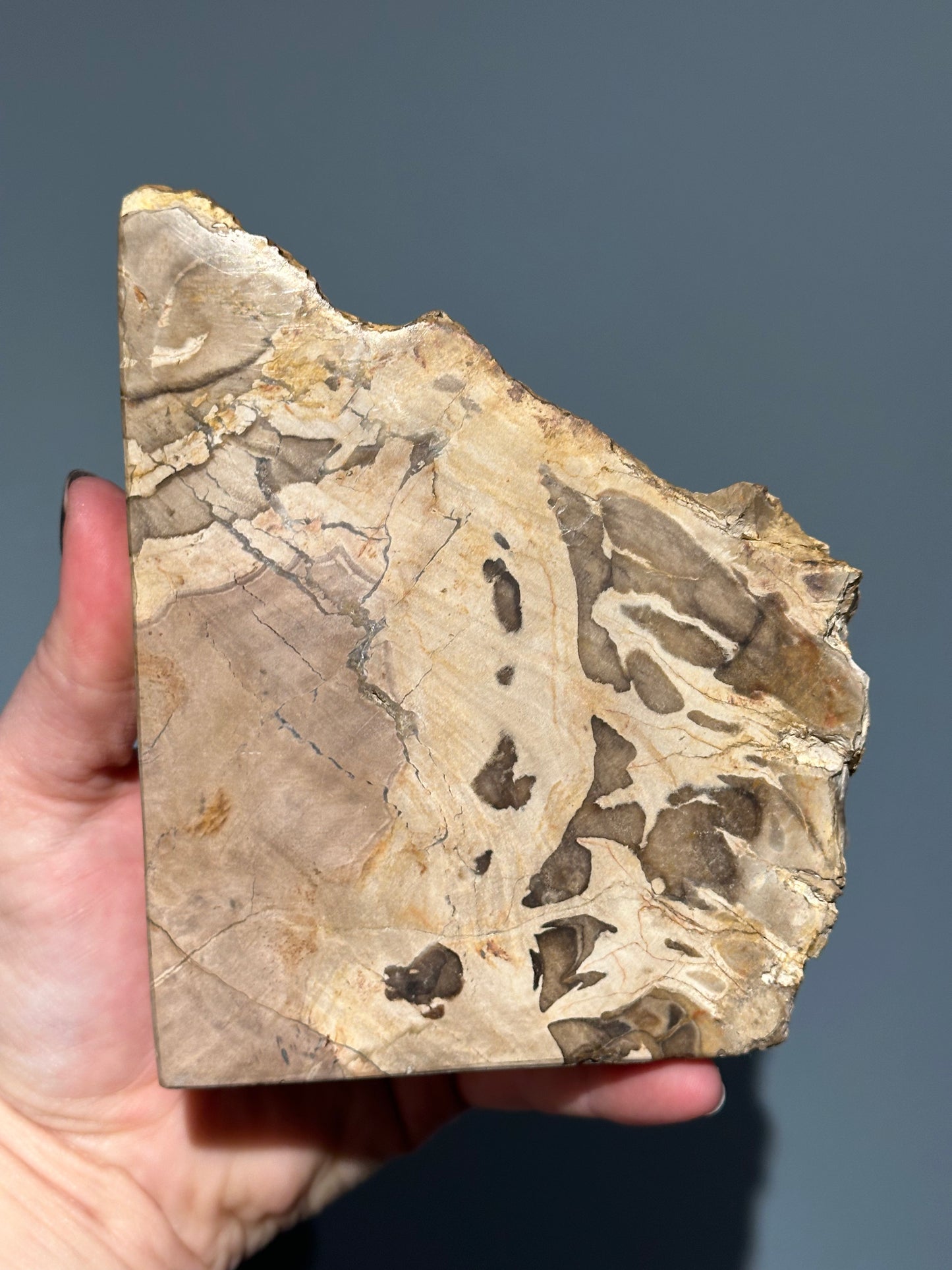 Petrified Wood Block A